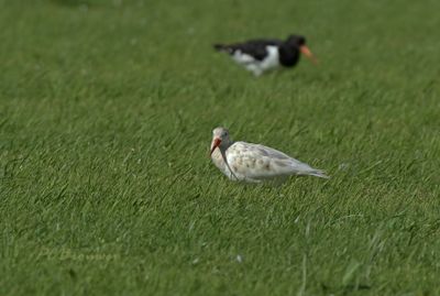 Bleke scholekster