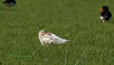Steltlopers en weidevogels