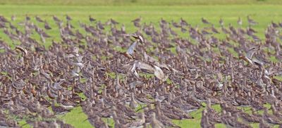 Normerpolder hoogwatervluchtplaats
