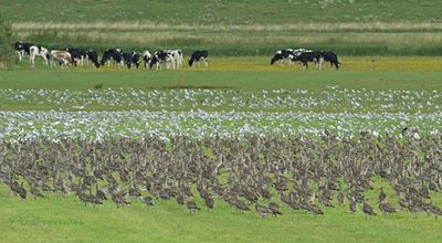   Landschappen en scenes 