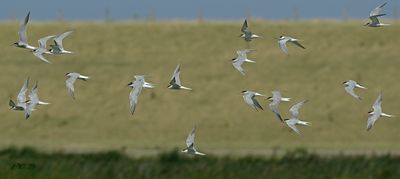 Gallery Sterna hirundo - Visdief