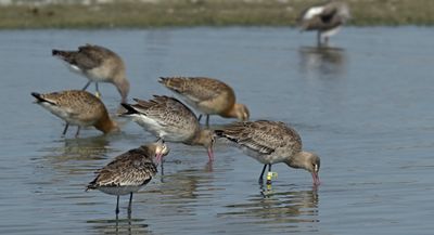 Steltlopers en weidevogels