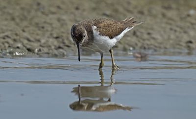 Steltlopers en weidevogels