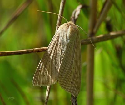 Vlinders-Butterflies  Piet Brouwer