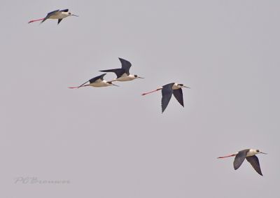 Steltlopers en weidevogels