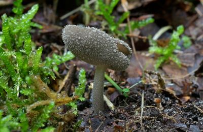 Gallery Kluifzwammen en morieljes, Helvella en  Morchella