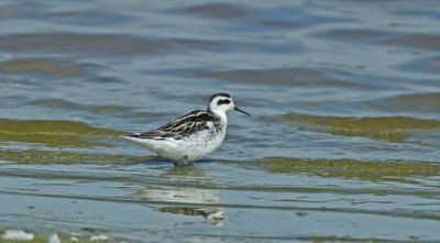 Steltlopers en weidevogels