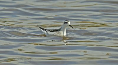 Steltlopers en weidevogels