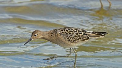 Steltlopers en weidevogels