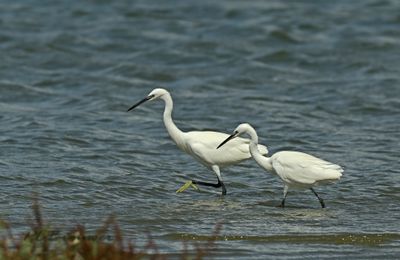 Het gevogelte des hemels