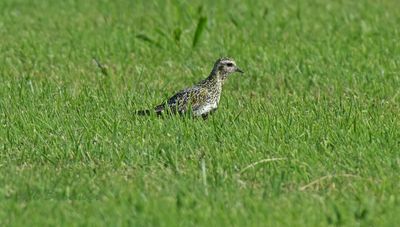 Steltlopers en weidevogels