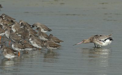 Steltlopers en weidevogels