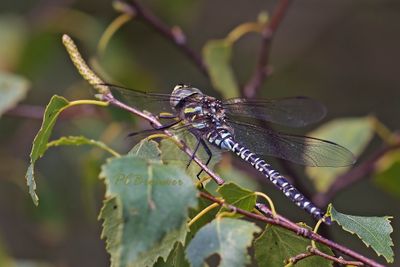 Dragonflies  (Libellen) Piet Brouwer