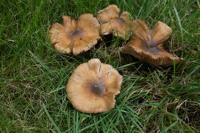 Geelbruine spleetvezelkop