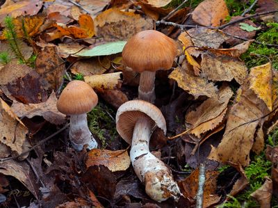 Gallery Cortinarius, gordijnzwammen