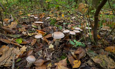 Gallery Cortinarius, gordijnzwammen