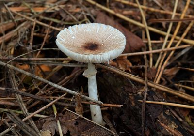 Gallery parasolzwammen en Champignonparasolzwammen