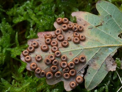 Insekten en spinnen Piet Brouwer