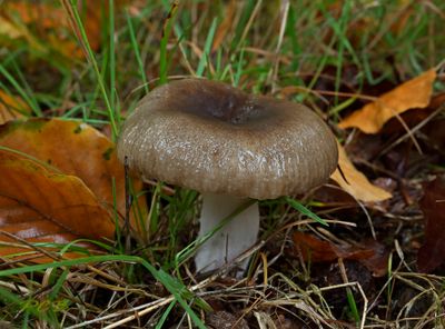 Gallery Russula