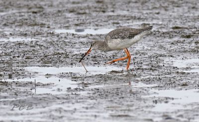 Etende zwarte ruiter