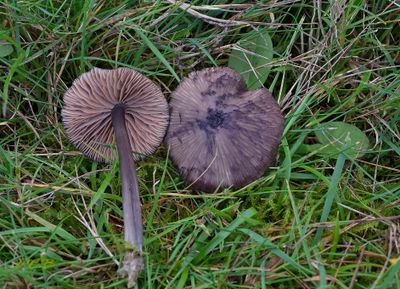 Bleek staalsteeltje - Entoloma lividocyanulum