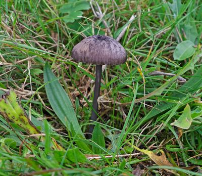 Entoloma lividocyanulum - Bleek staalsteeltje