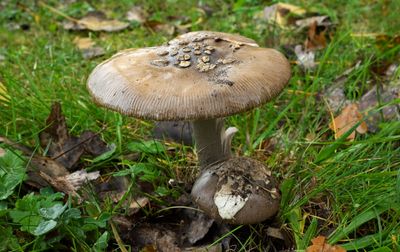 Verregende Prachtamaniet