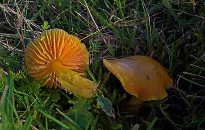 Gallery wasplaten, Hygrocybe