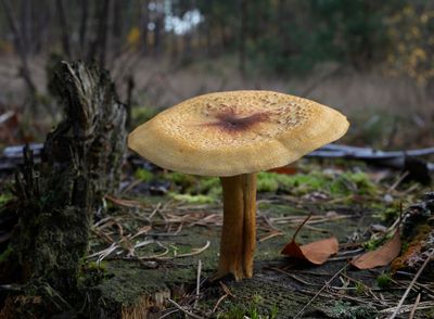 Tricholomopis decora