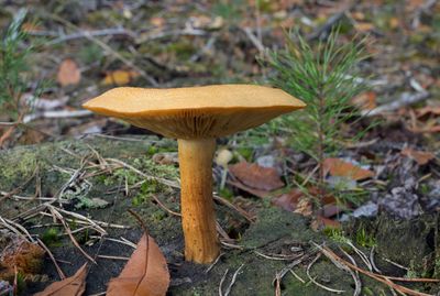 Tricholomopsis decora