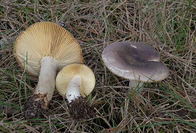 Gallery Russula