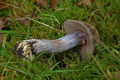 Cortinarius glaucopus