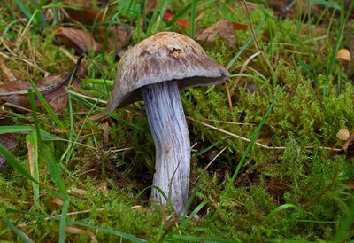 Gallery Cortinarius, gordijnzwammen