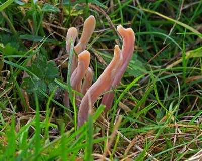 Gallery aardtongen en knotszwammen