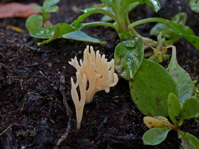 Gallery koraalzwammen