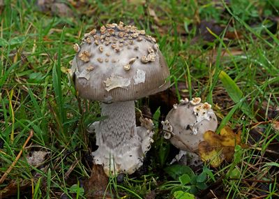 Galery Amaniten en Knolamanieten