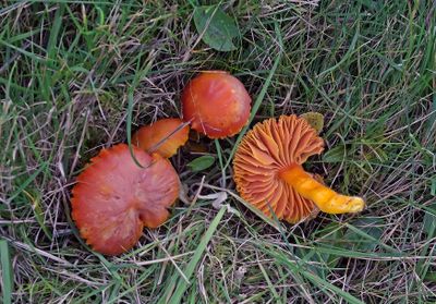 Gallery wasplaten, Hygrocybe
