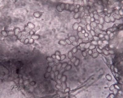 Gallery korstzwammen