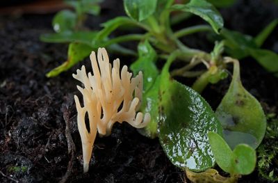 Gallery koraalzwammen