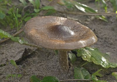 Zwammen van de zeeduinen