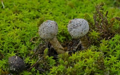 Gesteelde stuifballetjes