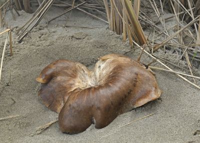 Onder helm, Clitopilus mundulus 23 cm doorsnede