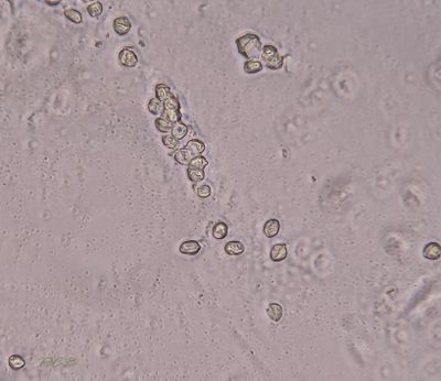 Onder helm sporen, Clitopilus mundulus