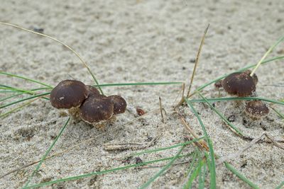 Zwammen van de zeeduinen