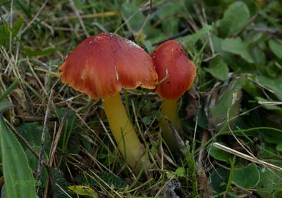 Duinwasplaat   Hygrocybe conicoides