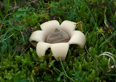 viltige aardster, Geastrum saccatum