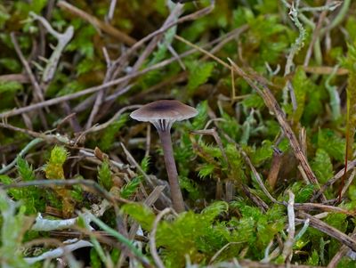 Trechter, schijntrechterzwammen, vorkplaten, Cantharellen en schijncantharellen