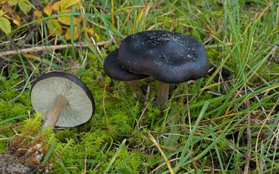 Zwammen van de zeeduinen