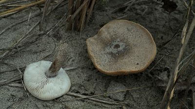 Bleke veldridderzwam, Melanoleuca strictipes