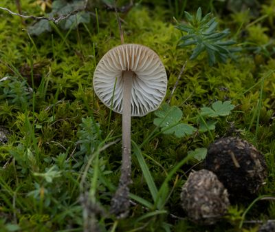 Tweesporig taaisteeltje, donzige steel